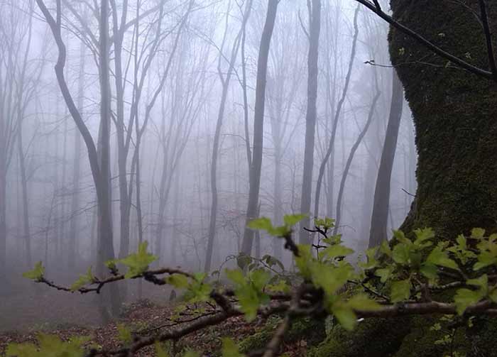 جنگل مه آلود پاسند مازندران