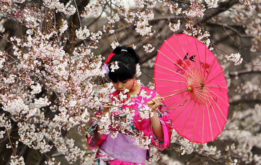 فستیوال شکوفه گیلاس در ژاپن ( ساکورا )