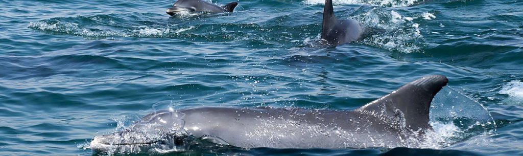 خلیج دلفین‌ها
