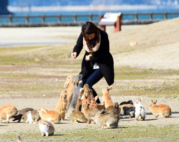 جزیره خرگوش ها در اکونوشیما ژاپن 
