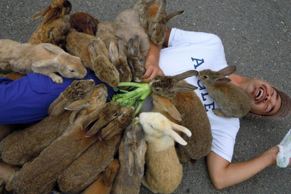 جزیره خرگوش ها در ژاپن (اوکونوشیما)
