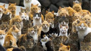 ژاپن - جزیره آئوشیما سرزمین گربه ها 